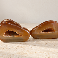 תיבת נח - זוגות אגת ג׳אוד